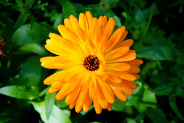 Gerbera Daisy
