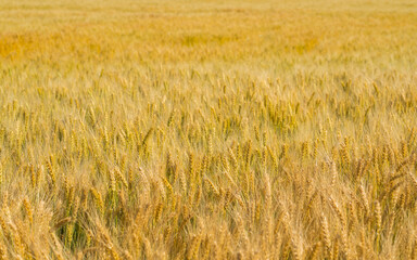 Wheat field. Ears of yellow wheat selective focus.