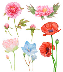 Watercolor set of flowers isolated on white background. Peonies, poppies, lotus, bluebell.