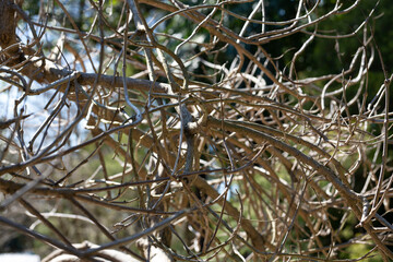 branches of trees without leaves on a tree on a sunny day