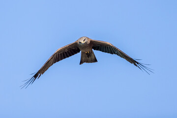 Black kite in flight against a blue sky