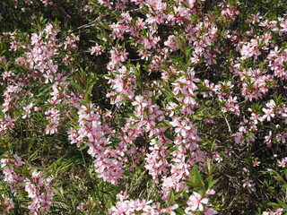 Beautiful flowering of an almond tree or bush: lots of small pink flowers of nut fruit ripening with space for text and selective focus