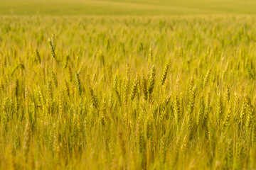 Green agricultural field with wheat.