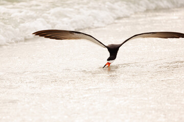 Black skimmer (Rynchops niger) hunting on Lido Beach, Sarasota, Florida