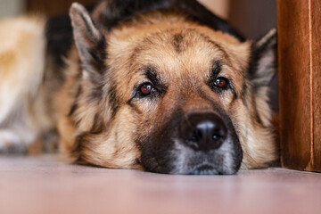 German shepherd dog eyes during the pandemic.
