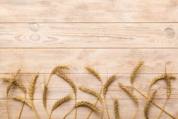 Sheaf of wheat ears close up and seeds on colored background. Natural cereal plant, harvest time...