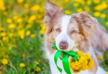 Australian shepherd sits on a field of yellow dandelions in the summer in the park and holds a bouquet of flowers in his mouth