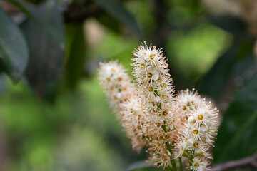 Beautiful blooming cherry laurel in sunny April