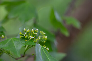 Striped maple flowers blooming in spring. selective focus, close-up.