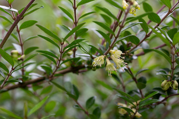 close-up of small white honeysuckle flowers in May, Box-leaved honeysuckle branch - Latin name - Lonicera ligustrina var. pileata Lonicera pileata
