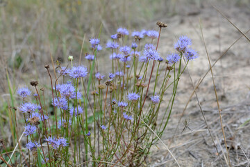 Cornflowers and a spider on a web
