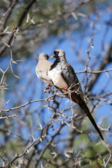 Male Namaqua Dove, Kgalagadi