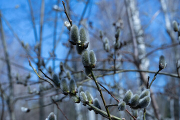 willow buds in the spring