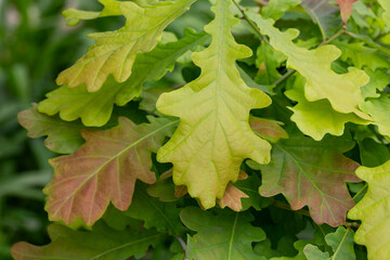 Bright green leaves of the oak tree
