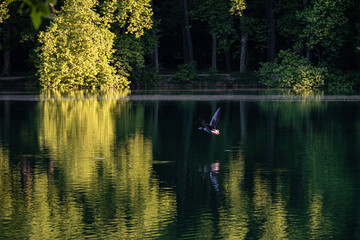 Vol d'oie sur le lac
