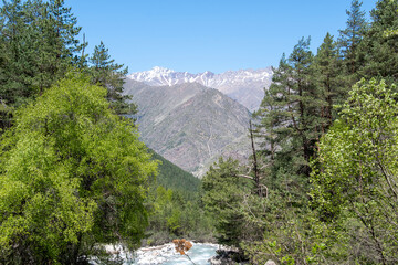 Mountain river forest on the shore and mountains in the distance with snowy peaks