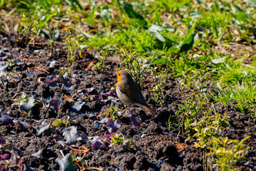 European robin Erithacus rubecula a small bird with an orange breast sits on hedge bushes in the park