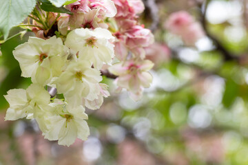 Fototapeta na wymiar tree - apple trees blossomed, close-up of white and pink flowers of a fruit tree on a branch on a blurred background