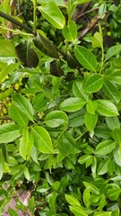 green leaves in the garden