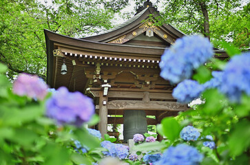 川崎市にあるあじさい寺妙楽寺の紫陽花
