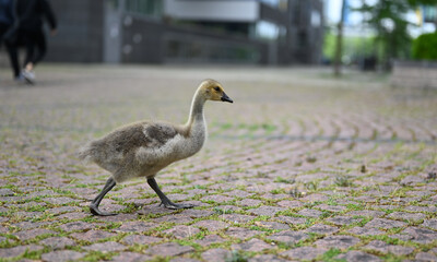 Fototapeta premium canada goose baby in the city