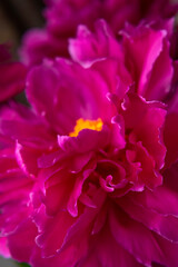 Floral natural background. Pink purple peony flower close up macro shot. Heart of flower with yellow stamens, pistils and beautiful petals. Abstract background, selective focus. Dark photos
