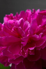 Floral natural background. Pink purple peony flower close up macro shot. Heart of flower with yellow stamens, pistils and beautiful petals. Abstract background, selective focus. Dark photos