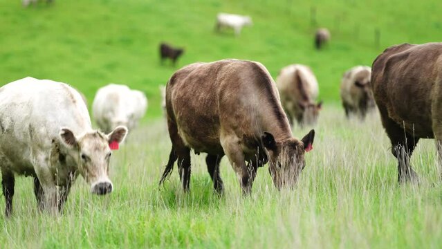 Cows grazing on green long lush pasture in a meadow. cow eating grass