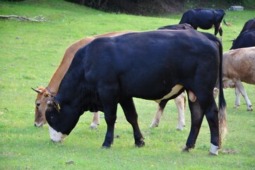 Black bull on the farm, cows in background. Bull in Croatia in the green field. Black bull and cow on the Grobnik, Croatia cattle farm