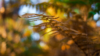 Fougères jaunes et oranges dans la forêt des Landes de Gascogne, mises en valeur par la lumière du soleil couchant