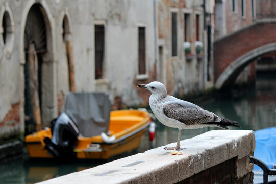 Seagull buy Venice canal street. Close up photo of a bird. Architecture of Venice, Italy. 
