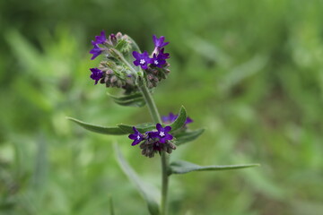 Anchusa officinalis known as the common bugloss or alkanet.
