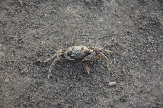 Crab Watching In Camera. Crab In Wildlife