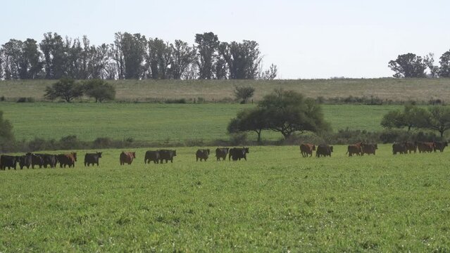bred Brangus beef bulls cattle. Agribusiness - Close red Brangus Cattle, in natural pasture, Angus cattle, highly genetic bulls.