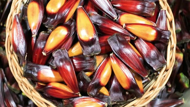 Closeup of pine nuts of the Brazilian araucaria tree rotating.