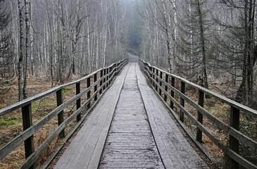 Wooden bridge through dark forest