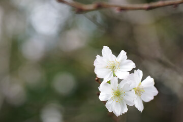 京都の平野神社の彼岸桜
