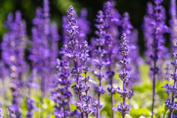 公園に咲くラベンダー