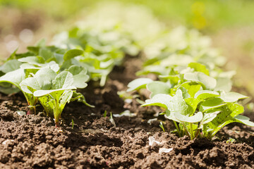 A bed with young fresh grown radishes in the garden or on farm. Close-up of radish sprouts in ground against background of sunlight. Gardening, healthy food. Harvest