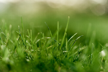 Green grass leaves in close-up, mock up and copy space