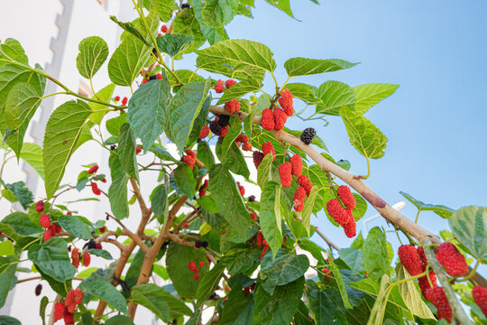Ripe and fresh mulberry berries on a shrub branch in the garden.