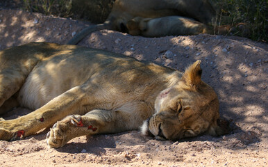 Naklejka na ściany i meble Lioness in the Kgalagadi, South Africa