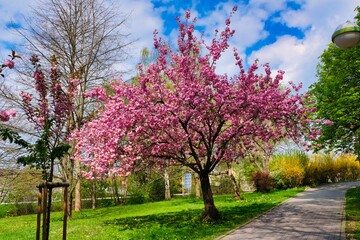 Blooming sakura. Beautiful picturesque park with blossoming sakura cherries and green lawn in spring