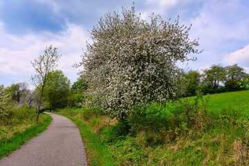 New trail and beautiful trees, track for running or walking and cycling. Flowering tree
