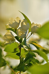 Blooming apple tree on a sunny spring day.