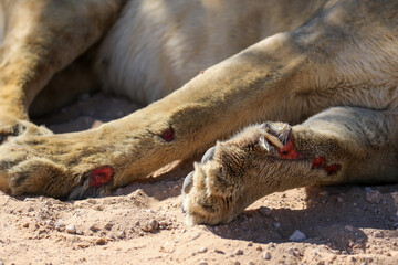 The injured paws of a lioness, Kgalagadi - obrazy, fototapety, plakaty
