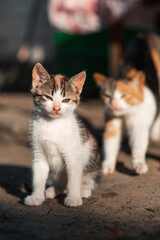 A small kitten sits looking into the distance, in the background a mother cat stretches