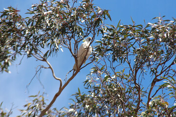 white cockatoo in australia 