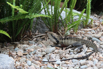 lizard in a park in sydney (australia) 