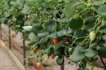 Strawberry hanging farm. The modern technology of berries cultivation in greenhouses